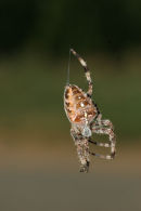 06-7791 Spider (Araneus diadematus) with only 6 Legs